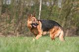 BERGER ALLEMAND 1271